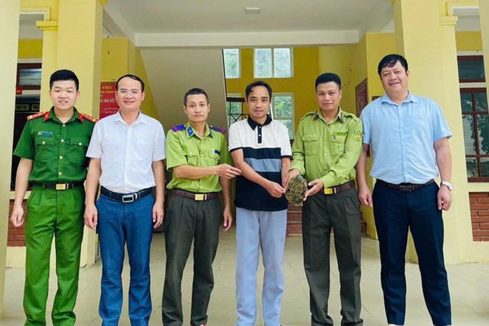 Cá thể rùa được bàn giao cho lực lượng chức năng để chăm sóc, kiểm tra trước khi tái thả.