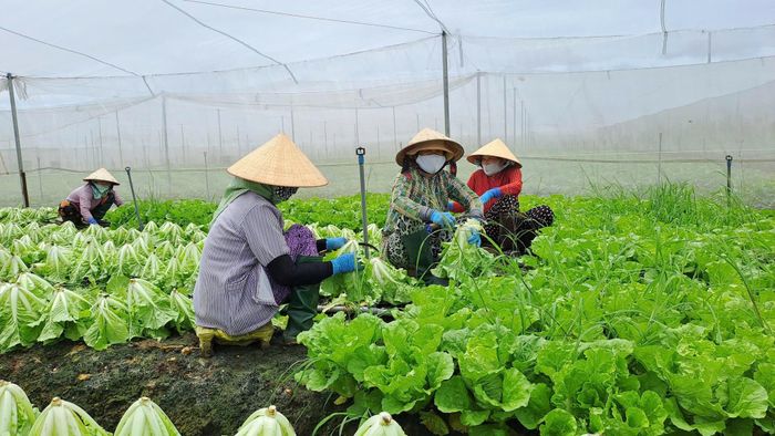 Mưa dầm khiến sản lượng rau tại các vườn trồng bị ảnh hưởng đáng kể. Ảnh: Thu Hà