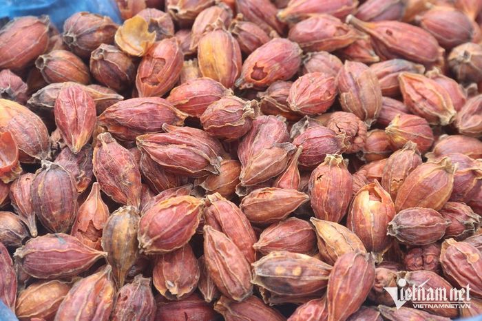 Qủa dành dành khô không chỉ có tác dụng nhuộm màu thực phẩm mà còn mang nhiều giá trị. Ảnh: N. Huyền