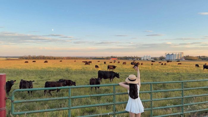 Nhà của bố mẹ chồng chị Annie nằm ở một vùng nông thôn thuộc Alberta, xung quanh có nhiều cánh đồng rộng lớn