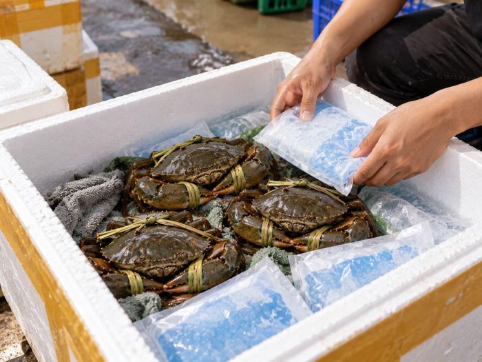 Cua biển sống khi bảo quản để vận chuyển đi xa cần chuẩn bị kỹ càng. Ảnh: AI