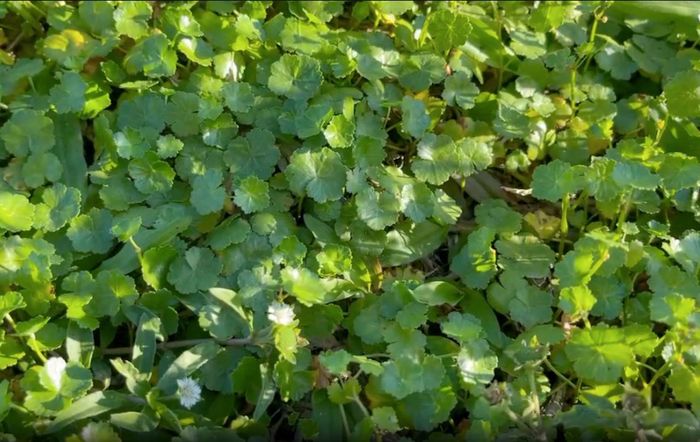 Rau má mỡ có tác dụng thanh nhiệt, kháng viêm. Ảnh: N. Huyền