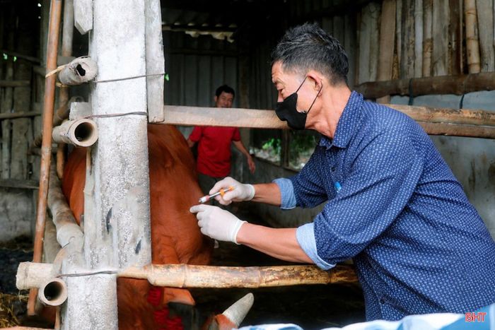 Xã Đồng Tiến cũng đang tập trung rà soát tổng đàn, tổ chức tiêm phòng theo từng nhóm vật nuôi. Theo thống kê, toàn xã có gần 90.000 con gia súc, gia cầm thuộc diện tiêm trong đợt này.