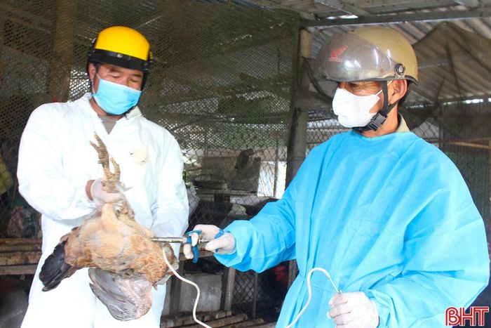 Để đẩy nhanh tiến độ, xã Cẩm Bình phân công cán bộ chuyên môn phối hợp với các thôn rà soát, thống kê đàn vật nuôi của từng hộ. Trên cơ sở đó, các tổ tiêm phòng trực tiếp đến từng hộ chăn nuôi để tiêm vắc-xin, bảo đảm đúng quy trình kỹ thuật, an toàn, hiệu quả.