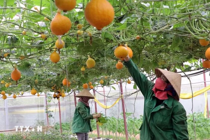 Việt Nam và Litva có tiềm năng hợp tác trong nông nghiệp công nghệ cao. Ảnh minh họa. (Nguồn: TTXVN)