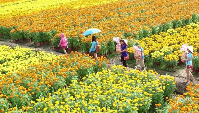  Du khách trải nghiệm làng hoa Sa Đéc. (Ảnh: CTV/Vietnam+) 