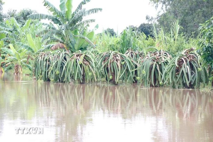 Nhiều hoa màu, cây trồng của người dân xã Hàm Liêm (Lâm Đồng) bị ngập sâu trong nước. (Ảnh: Nguyễn Thanh/TTXVN)