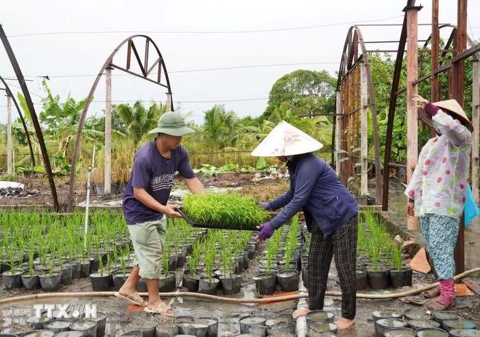 Mạ non được nhân viên Trại thực nghiệm 1 đưa về nhà màng để vào chậu, chăm sóc. (Ảnh: Thu Hiền/TTXVN)