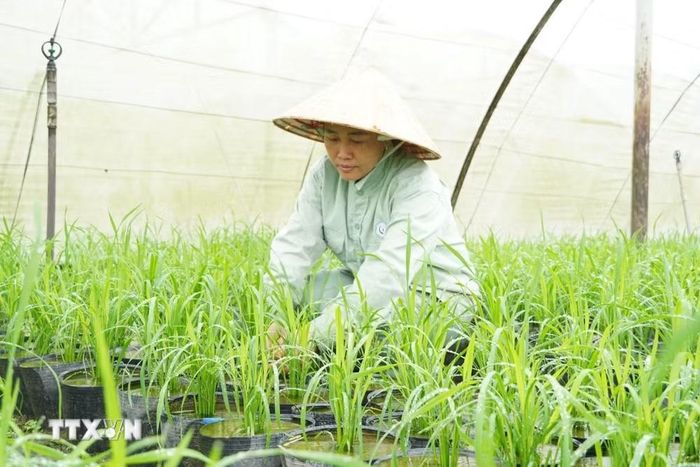 Mục tiêu Sở Nông nghiệp và Môi trường thành phố Cần Thơ đặt ra là mỗi chậu lúa có hình thái đồng đều, đạt 9-16 bông/chậu, tạo hiệu ứng trực quan cho không gian trưng bày. (Ảnh: Thu Hiền/TTXVN)