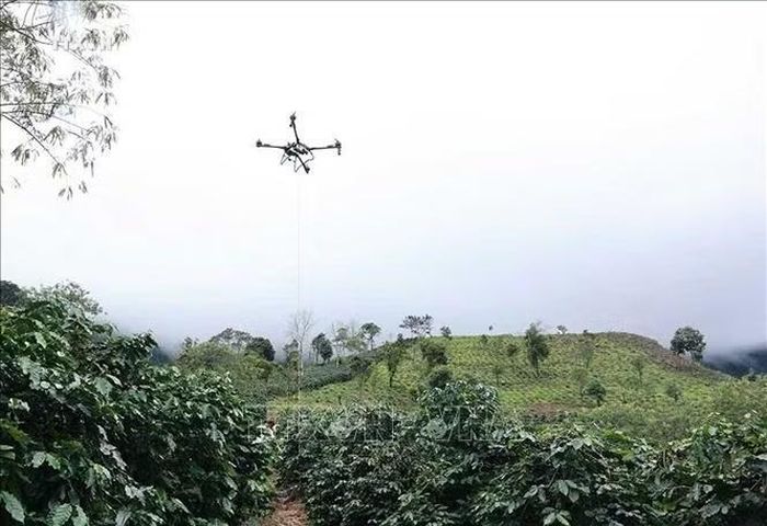 Dùng UAV vận chuyển cà phê từ vườn xuống điểm tập kết dưới chân đồi. Ảnh minh họa: TTXVN phát