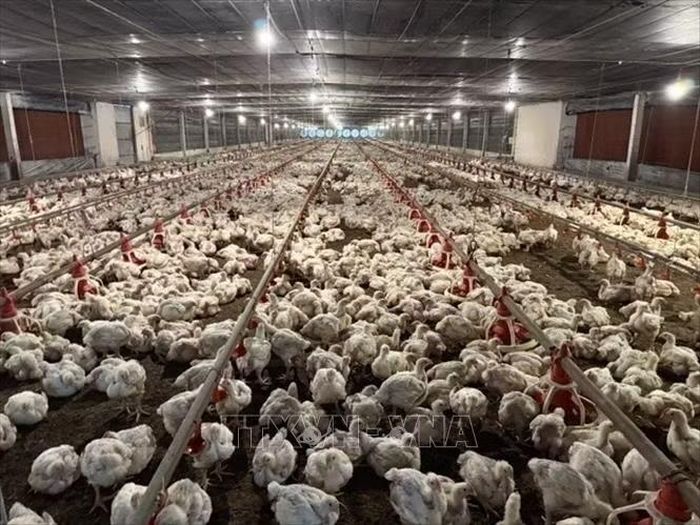 Nhờ hệ thống chuồng trại lạnh khép kín, đàn gà thích nghi với điều kiện thời tiết, ăn uống và sinh trưởng tốt.