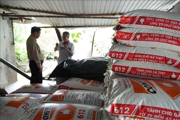 Việc liên kết với doanh nghiệp giúp người chăn nuôi chủ động hơn về con giống, thức ăn, kỹ thuật cũng như đầu ra sản phẩm.