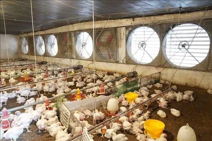 Hệ thống quạt hút vừa lưu thông không khí, vừa hút, khử mùi và làm mát đàn gà.