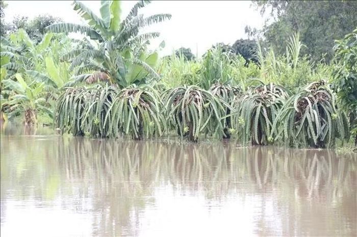Nhiều hoa màu, cây trồng của người dân xã Hàm Liêm (Lâm Đồng) bị ngập sâu trong nước. Ảnh: Nguyễn Thanh /TTXVN.