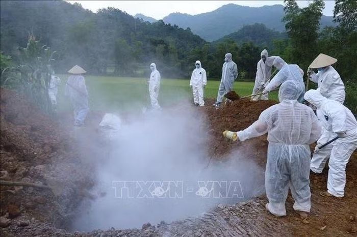 Cơ quan chức năng tiến hành tiêu huỷ đàn lợn 41 con bị mắc tả lợn Châu Phi. Ảnh: TTXVN phát