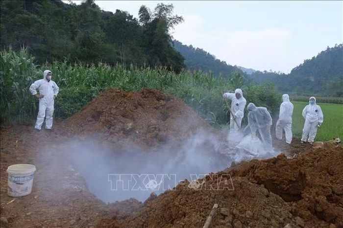 Cơ quan chức năng tiến hành tiêu huỷ đàn lợn 41 con bị mắc tả lợn Châu Phi. Ảnh: TTXVN phát