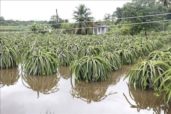 Thanh long đang ra trái non bị ngập úng, hư hỏng hoàn toàn tại khu vực xã Hàm Kiệm (Lâm Đồng). Ảnh: Nguyễn Thanh/TTXVN
