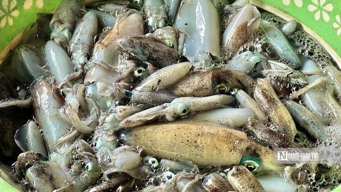 Do số lượng không nhiều nên mực đuổi chủ yếu được bán cho các nhà hàng, quán ăn.