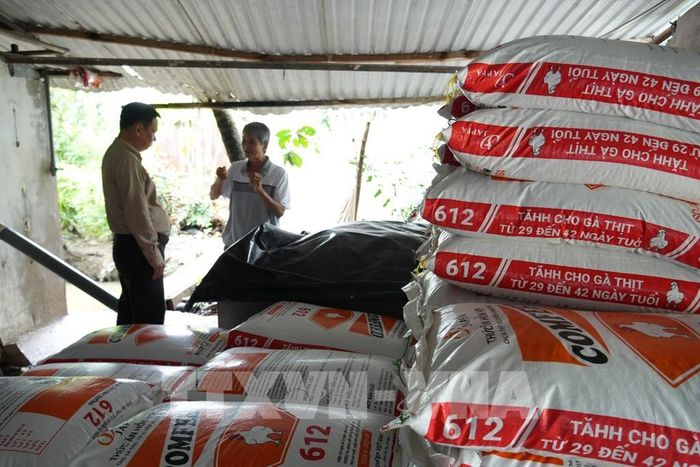 Việc liên kết với doanh nghiệp giúp người chăn nuôi chủ động hơn về con giống, thức ăn, kỹ thuật cũng như đầu ra sản phẩm. Ảnh: Công Trí - TTXVN