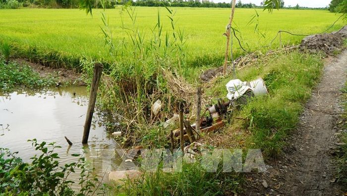 Máy bơm “trực chiến” trên đồng nhằm kịp thời bơm rút nước khi có mưa kéo dài kết hợp triều cường, bảo vệ lúa sắp thu hoạch. Ảnh: Nhựt An - TTXVN