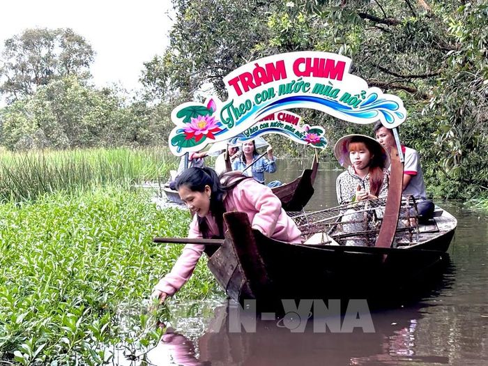 Du khách trải nghiệm hái rau rừng trong Vườn Quốc gia Tràm Chim. Ảnh: Hồng Nhung – TTXVN