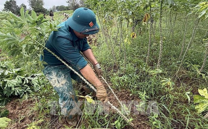 Nhiều diện tích sắn tại thôn Phú Hữu (xã Hòa Thịnh) bị ngập úng được Ban Chỉ huy Quân sự xã hỗ trợ thu hoạch. Ảnh: Tường Quân - TTXVN 