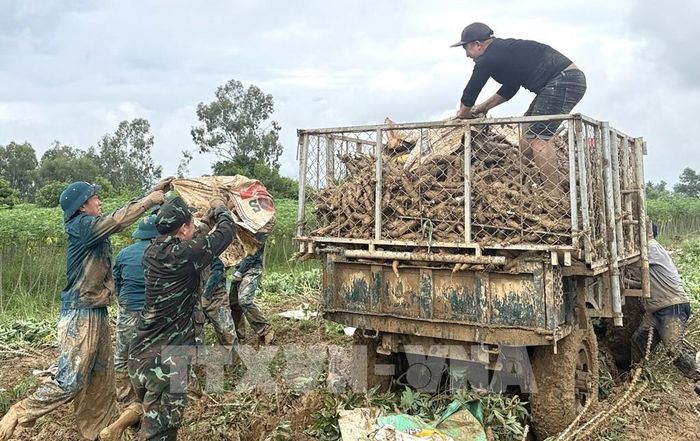 Chiến sĩ Ban Chỉ huy Quân sự xã Hòa Thịnh giúp người dân đưa sắn đi tiêu thụ. Ảnh: Tường Quân - TTXVN 