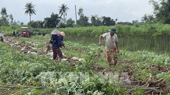 Người dân thôn Phú Hữu (xã Hòa Thịnh) khẩn trương thu hoạch sắn bị ngập úng do mưa lớn. Ảnh: Tường Quân - TTXVN