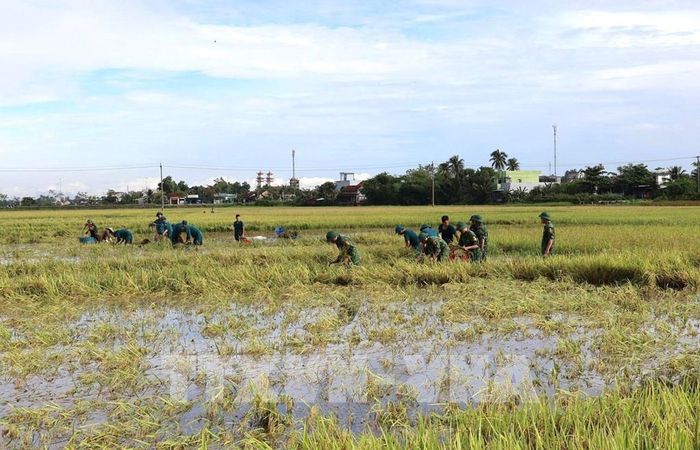 Ban Chỉ huy Quân sự phường Hòa Hiệp phối hợp Đồn Biên phòng Hoà Hiệp Nam thu hoạch lúa ngập úng giúp người dân. Ảnh: Tường Quân - TTXVN