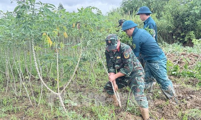 Cán bộ, chiến sĩ Ban Chỉ huy Quân sự xã Hòa Thịnh (tỉnh Đắk Lắk) giúp người dân thu hoạch sắn bị ngập úng do mưa lớn. Ảnh: Tường Quân - TTXVN 