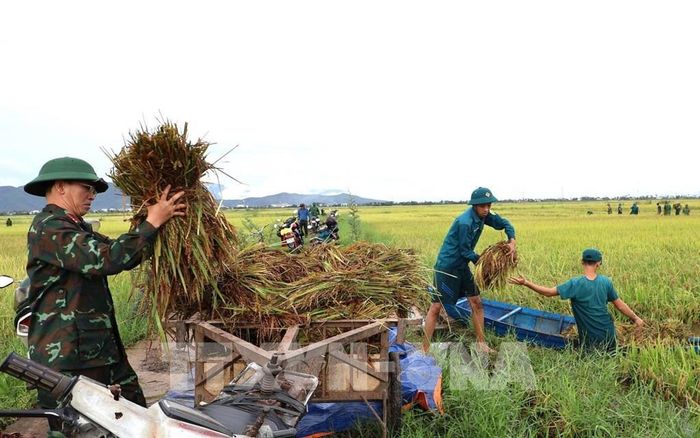 Cán bộ, chiến sĩ phường Hòa Hiệp khẩn trương đưa lúa ngập úng về nhà cho người dân. Ảnh: Tường Quân - TTXVN