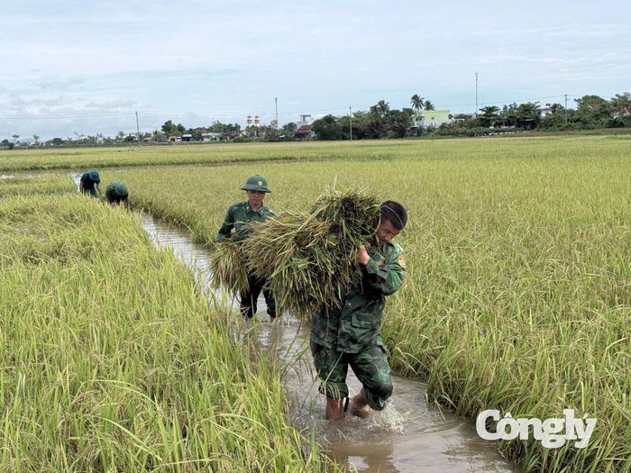 Cán bộ, chiến sĩ Đồn Biên phòng Hoà Hiệp Nam cùng với các lực lượng hỗ trợ người dân thu hoạch lúa.