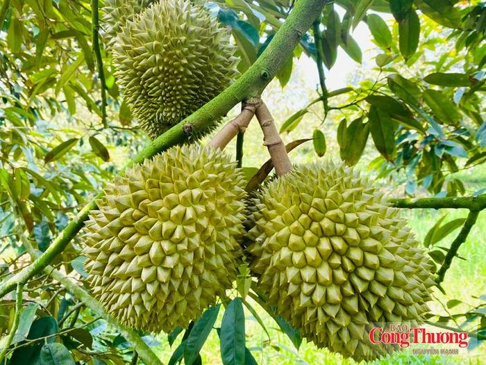 Sầu riêng thuộc nhóm kiểm soát liên quan đến dư lượng thuốc bảo vệ thực vật.