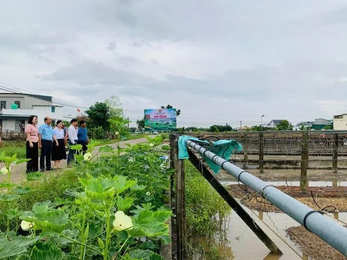 Mô hình trồng rau an toàn, thân thiện với môi trường, tại thôn Trúc Hậu, xã Lưu Vệ.