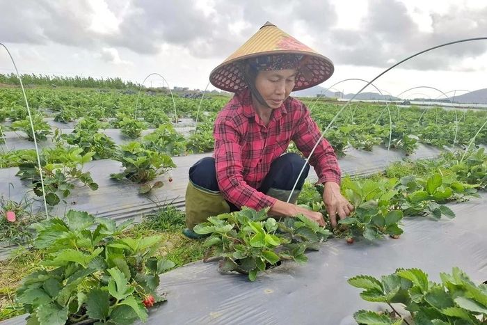 Rau, quả được luân canh nhiều vụ, góp phần nâng cao hiệu quả sử dụng đất. Ảnh: Nguyễn Thuấn.
