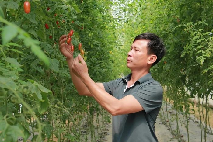 Anh Lê Ngọc Nam chia sẻ về quá trình chuyển đổi từ sản xuất truyền thống sang trồng rau, quả trong nhà màng, nhà lưới. Ảnh: Nguyễn Thuấn.