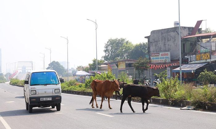 Tình trạng trâu, bò thả rông trên đường giao thông xuất hiện ở phường Đa Mai.