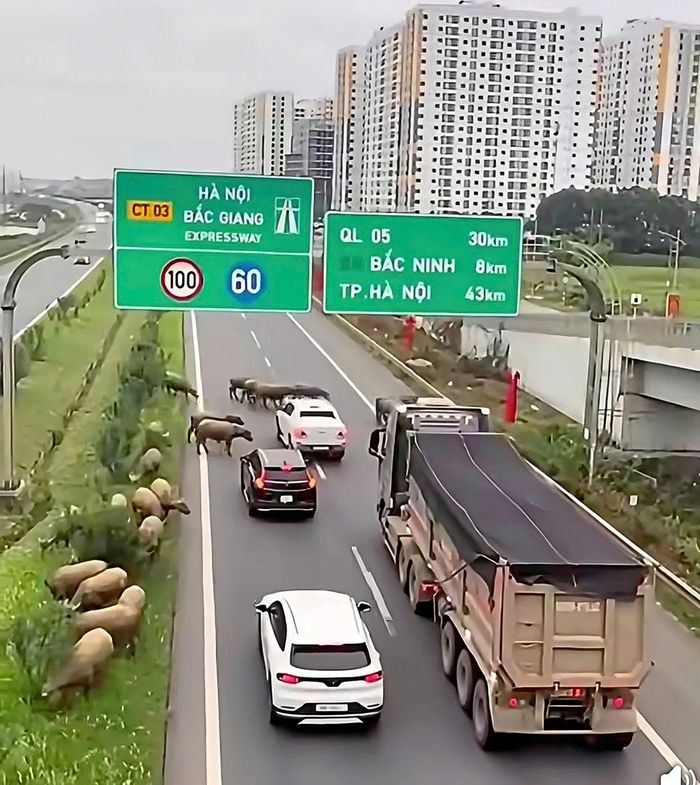 Hình ảnh đàn gia súc băng ngang qua đường cao tốc Hà Nội - Bắc Giang do người dân ghi lại.