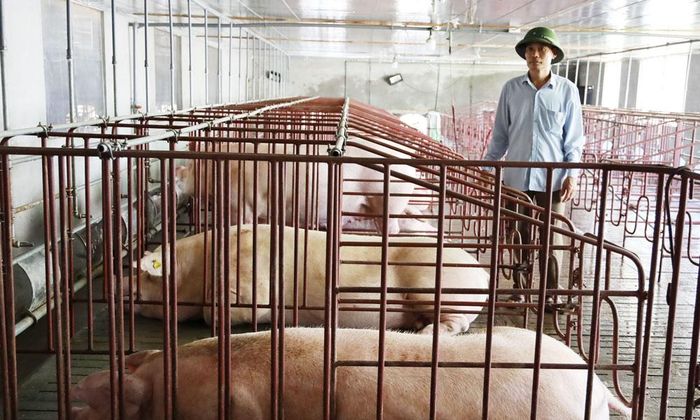 Khu vực chăn nuôi lợn nái của gia đình ông Nguyễn Văn Công, tổ dân phố Đồng Chuế, phường Nhân Hòa rộng 500 m2 được xây dựng cách xa khu dân cư khoảng 1 km.