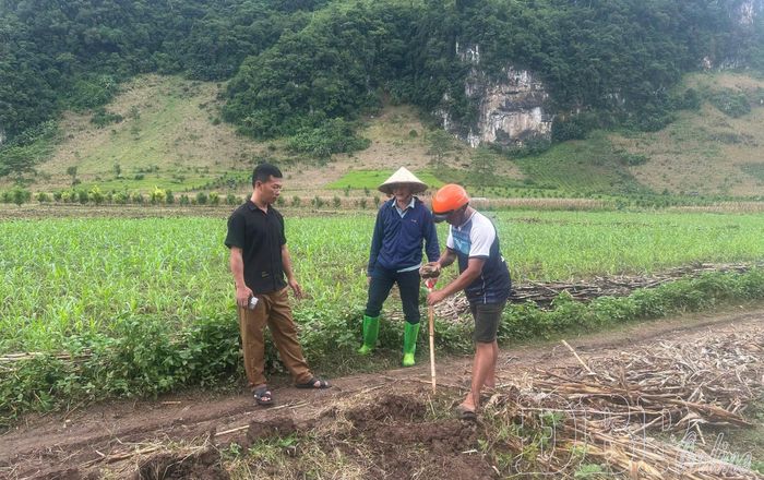 Người dân xã Pú Nhung chủ động tham gia  xác định vị trí, cắm cọc tại khu vực đất của gia đình.
