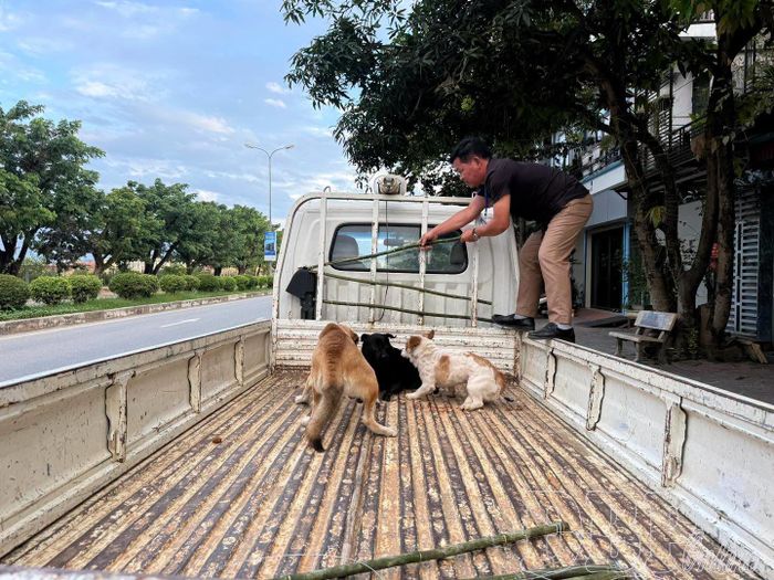Lực lượng chức năng phường Điện Biên Phủ ra quân xử lý chó thả rông. Ảnh CTV