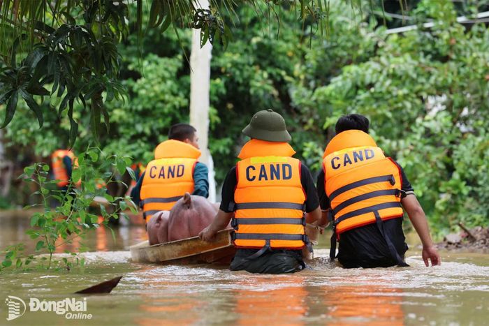 Các cán bộ, chiến sĩ xã Bình Minh ngâm mình trong nước để hỗ trợ di tản đàn heo của người dân ra ngoài an toàn. Ảnh: Uyên Thư