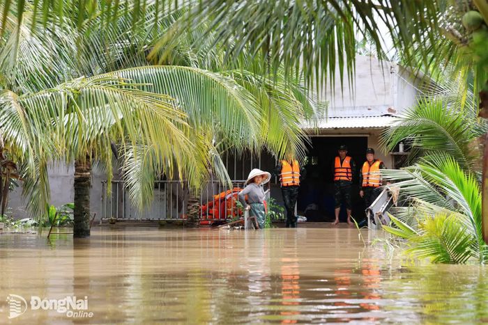 Nhận thông tin tại trang trại còn hơn 100 con heo chưa được di tản, trong khi nước tiếp tục dâng lên, Ban Chỉ huy Quân sự xã Bình Minh phối hợp Công an xã có mặt kịp thời để lên phương án di tản. Ảnh: Uyên Thư