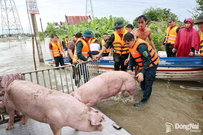 Đàn heo được đưa lên xe để chở đến khu vực cao ráo. Ảnh: Uyên Thư