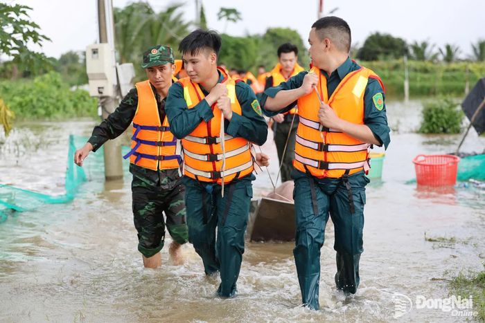 Lực lượng chức năng dùng ghe nhỏ để di tản đàn heo từ trang trại ra đường lớn. Ảnh: Uyên Thư