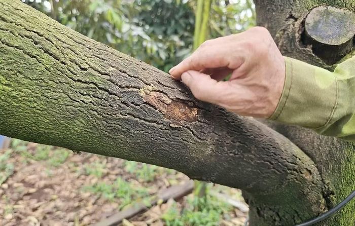 Nhiều vườn cây sầu riêng đồng loạt xuất hiện các triệu chứng xì mủ, đen vỏ, rụng lá, khô cành. Ảnh: M.P