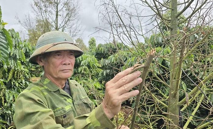 Sau đợt mưa kéo dài, đến khi trời nắng trở lại, vườn sầu riêng của gia đình ông Trần Trọng Thủy (thôn Hoàng Yên, xã Chư Prông) đồng loạt phát bệnh nặng, lá khô và rụng nhanh. Ảnh: M.P
