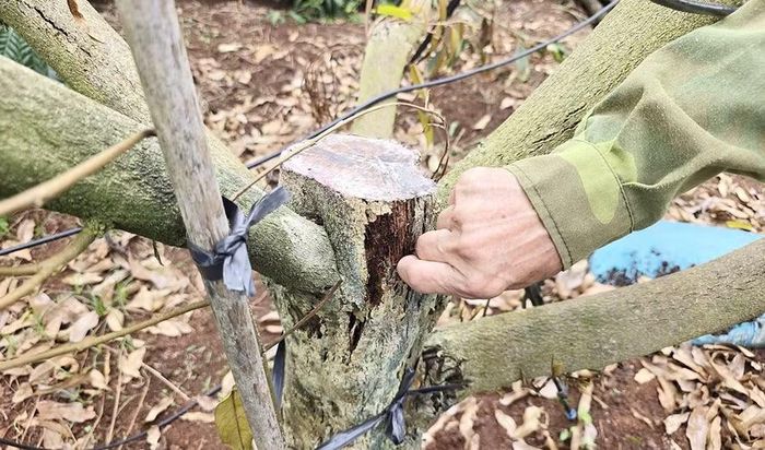 Nhiều cây sầu riêng đã suy kiệt, không còn khả năng phục hồi. Ảnh: N.S