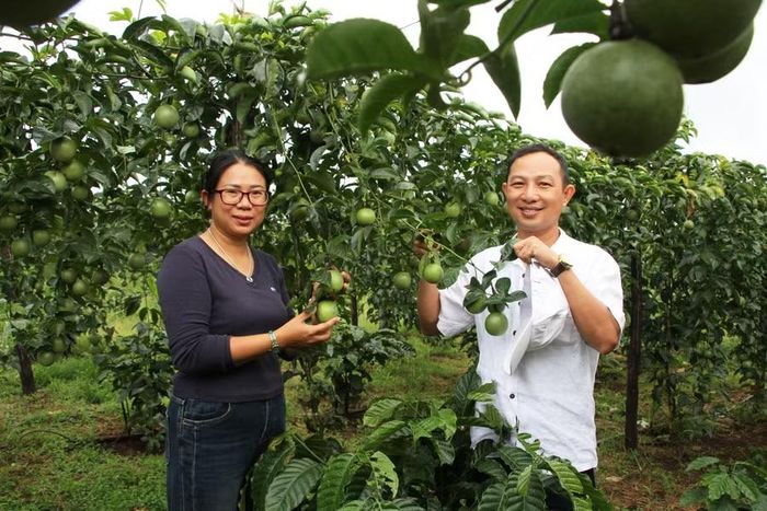  Vợ chồng chị Nguyễn Thị Thu Trang - anh Nguyễn Hữu Trí chăm sóc cà phê trồng xen chanh dây tại trang trại. Ảnh: A.K 