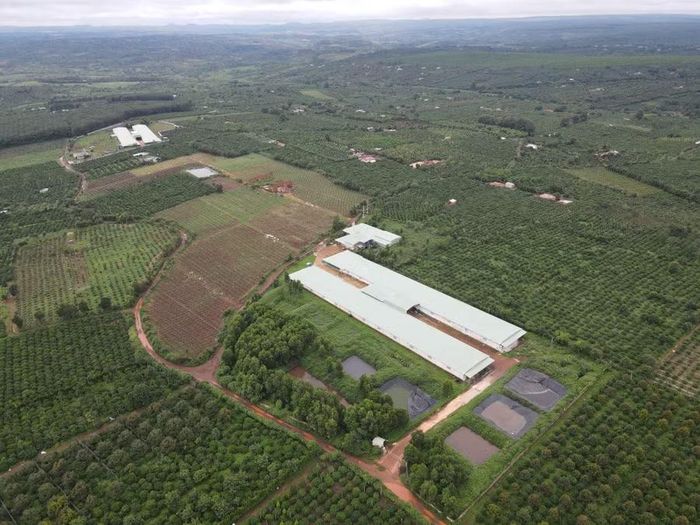  Trang trại đa canh rộng khoảng 20 ha được chị Trang bố trí nhiều mô hình sản xuất, tận dụng hiệu quả diện tích đất. Ảnh: A.K 